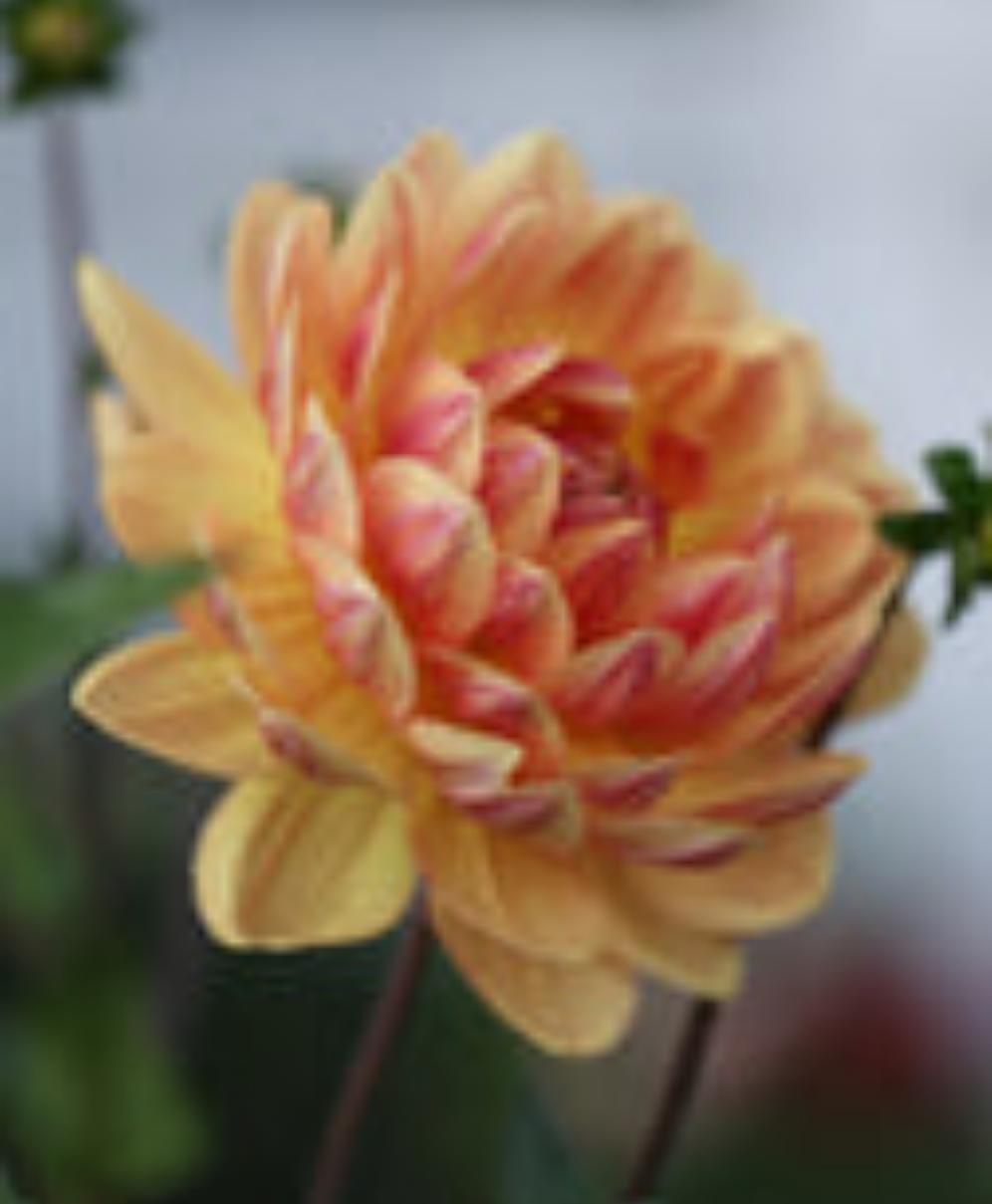 Hollyhill Golden Glow