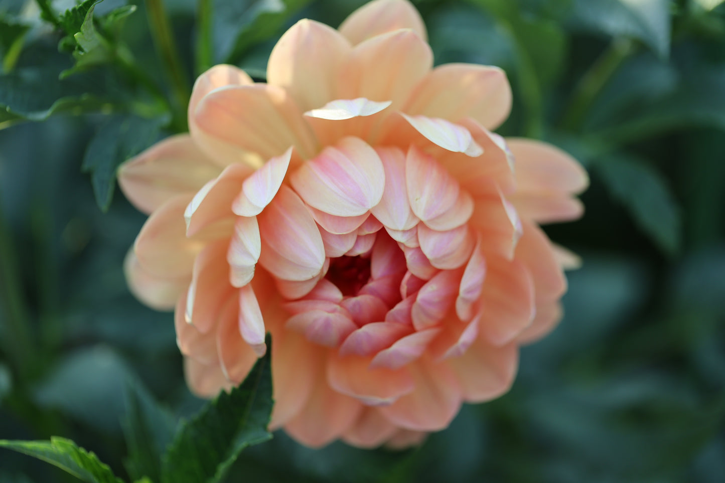 Sandia Susan