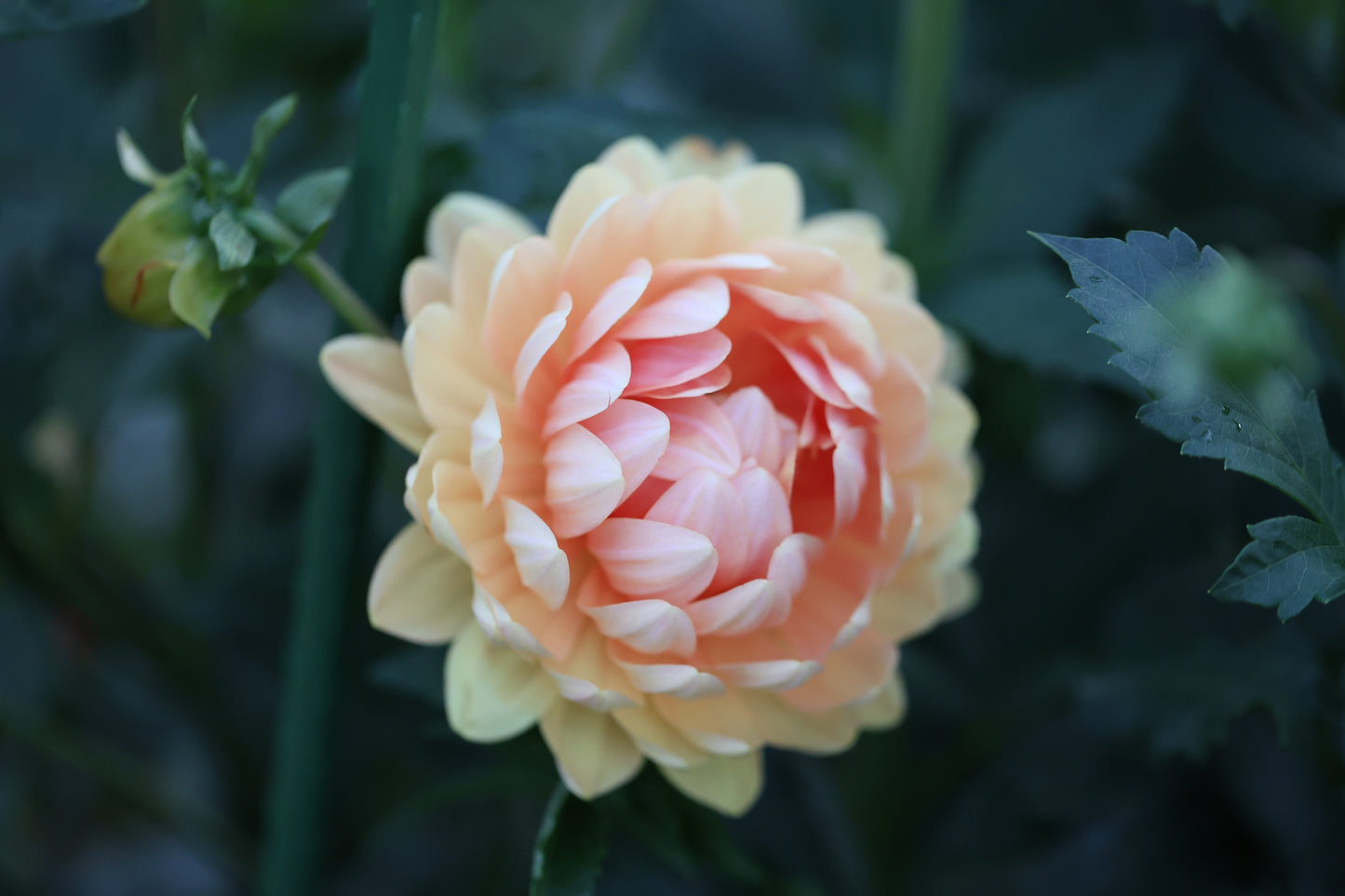 Sandia Susan