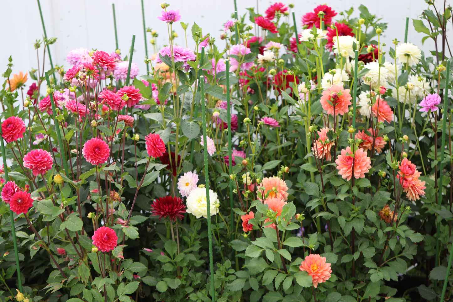 Grower's Choice Unrooted Confirm