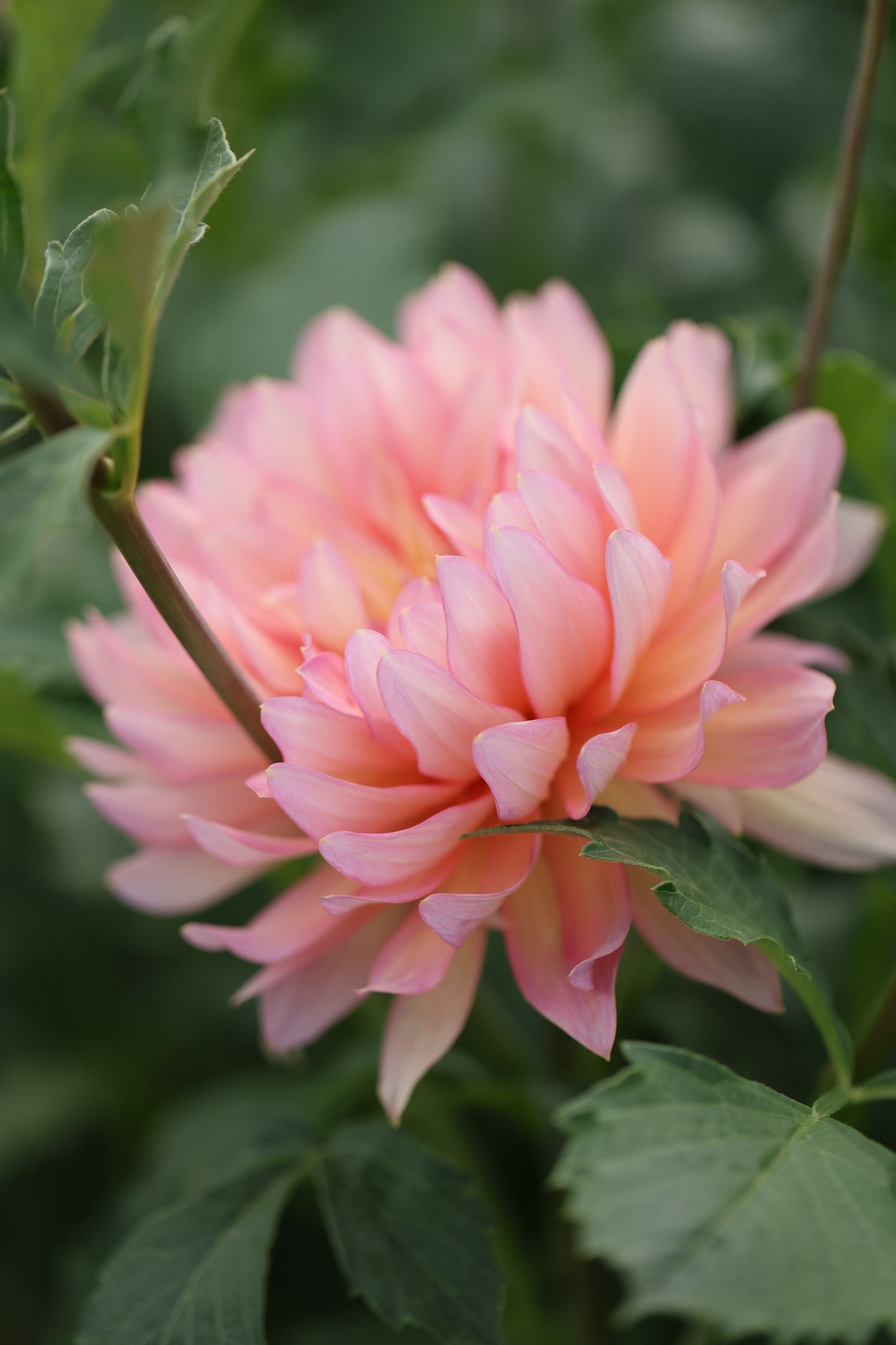 Burfoot Lotus