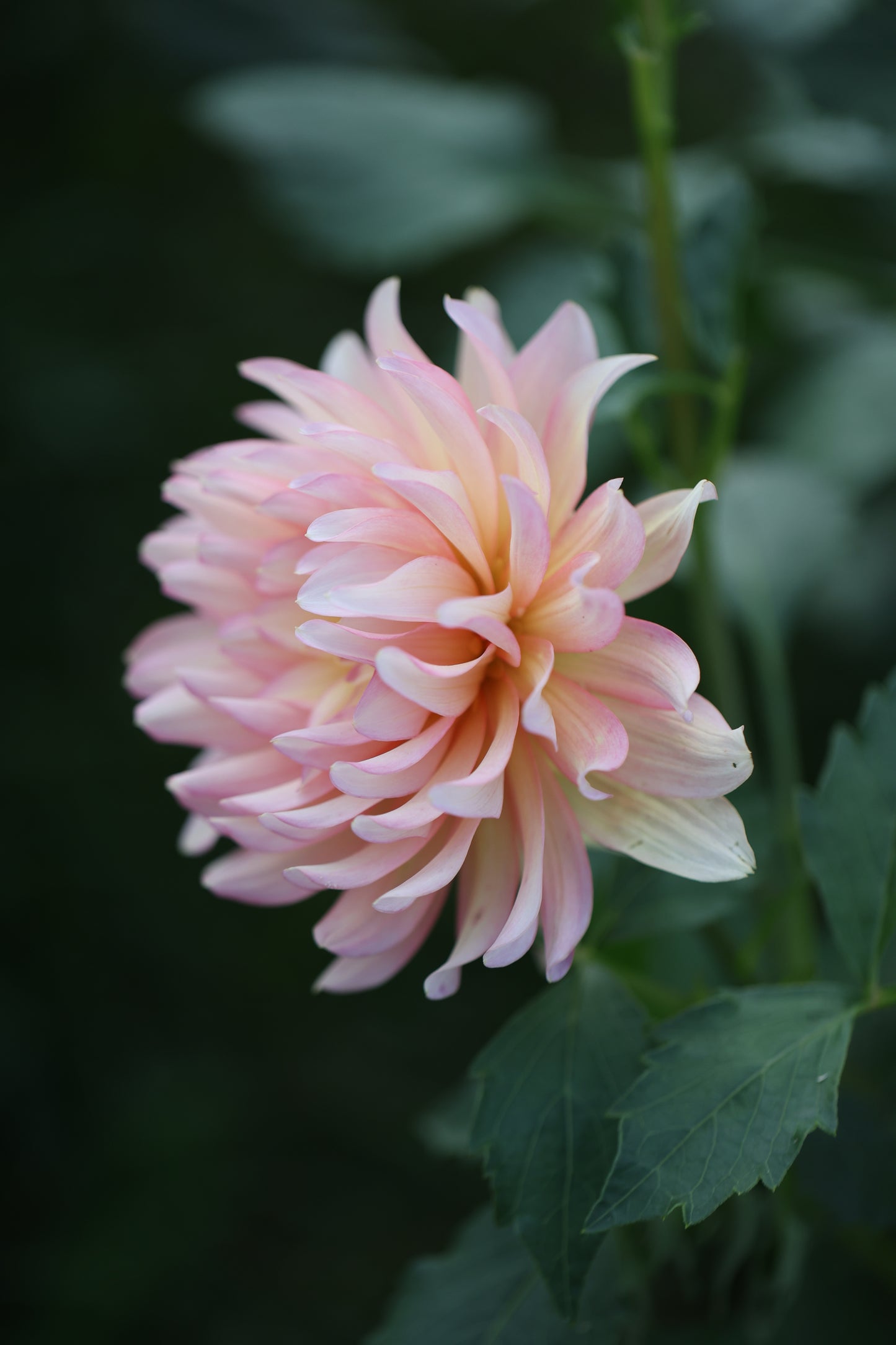 Burfoot Lotus