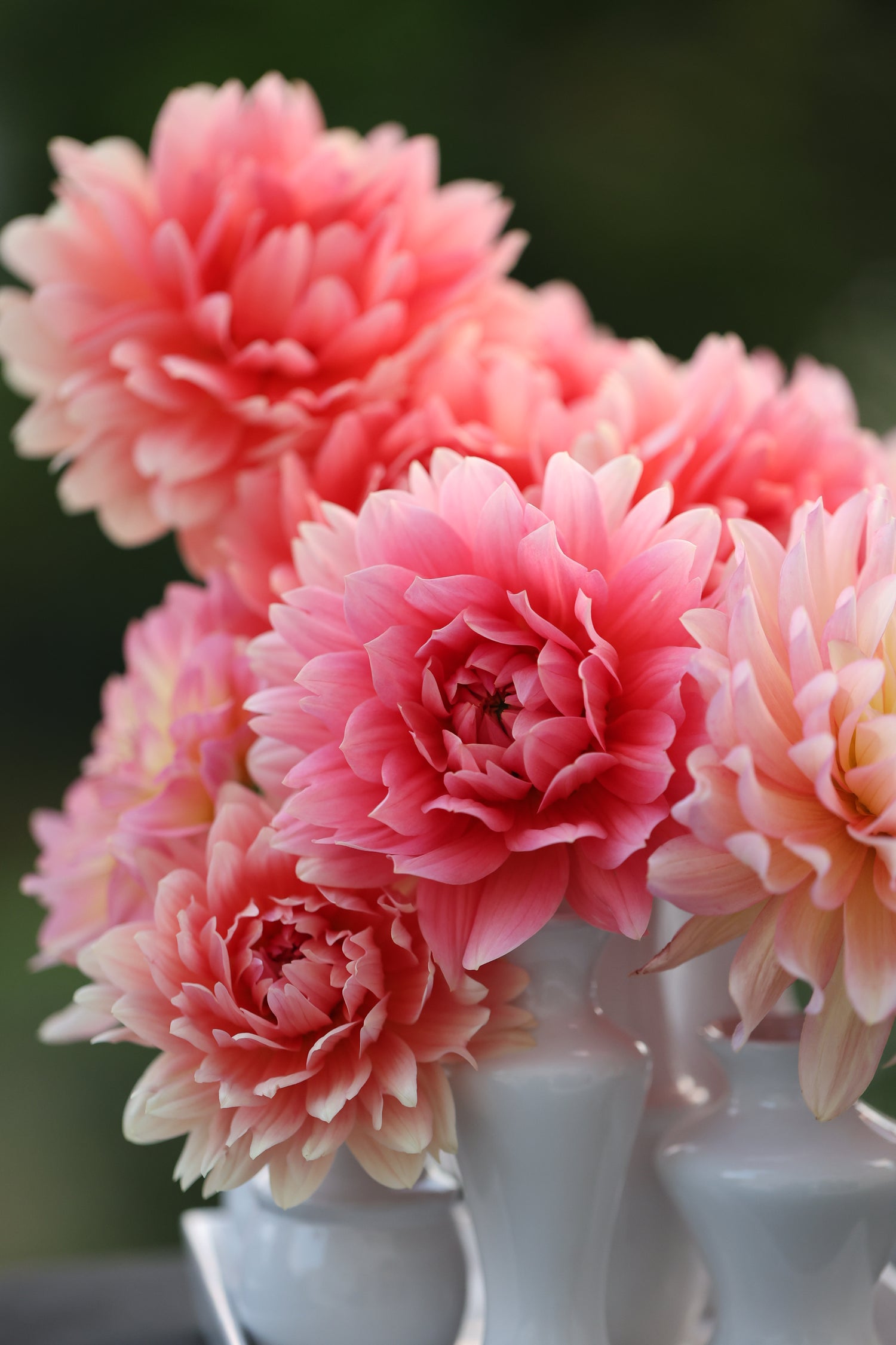AFL Waterlily Collection
