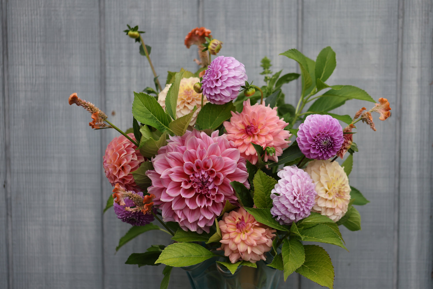 Grower's Choice Unrooted Bundle