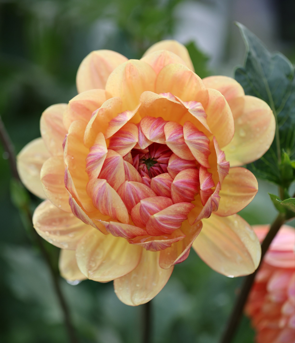 Hollyhill Golden Glow