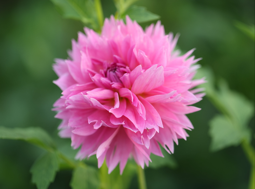 Lee's Strawberry Fizz