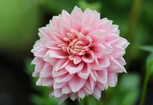 Lee's Rosalyn