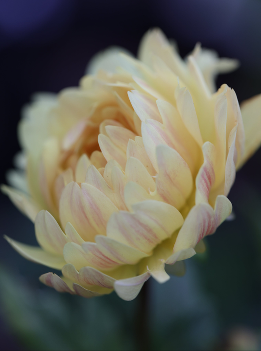 Sandia Gold
