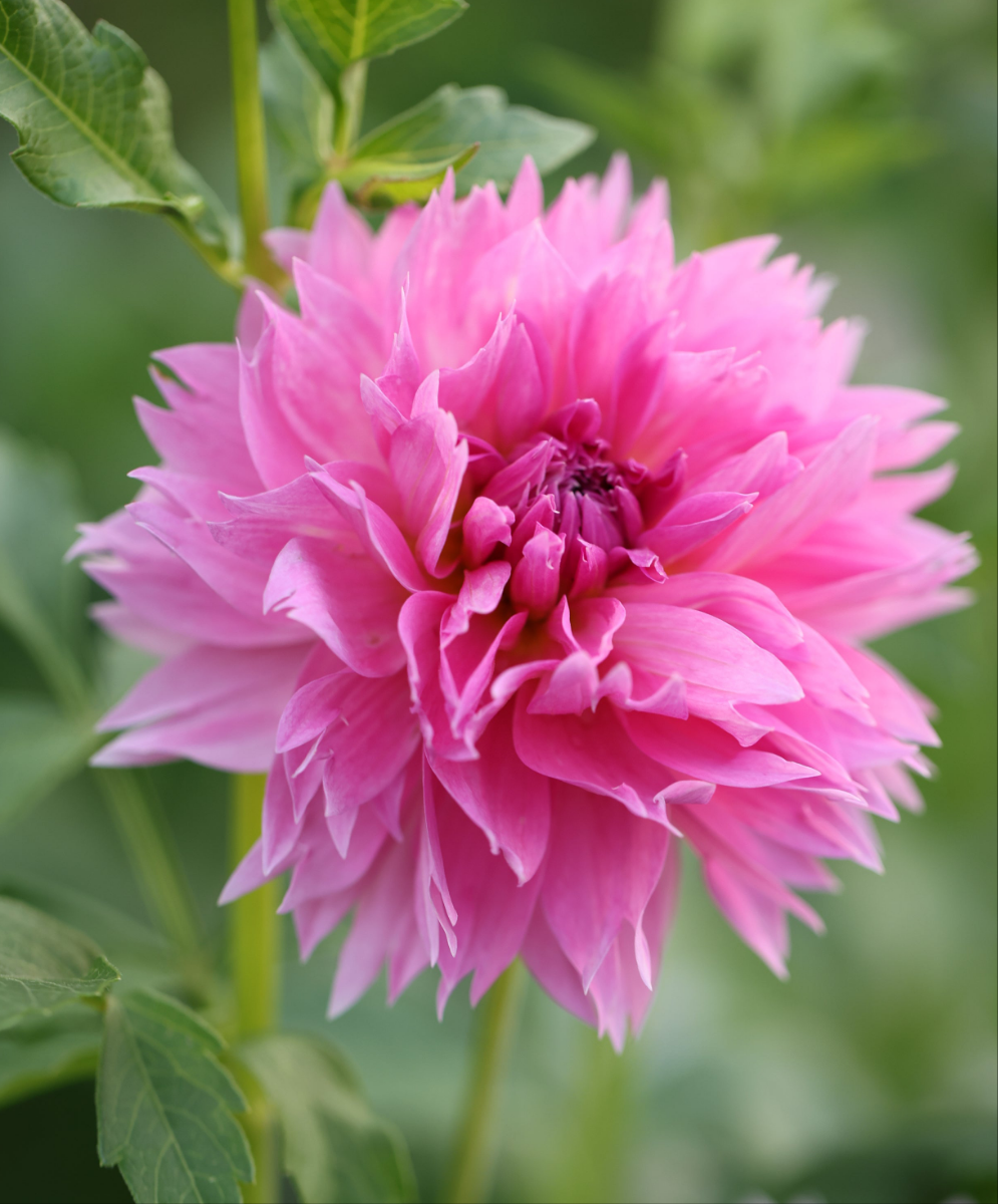 Lee's Strawberry Fizz