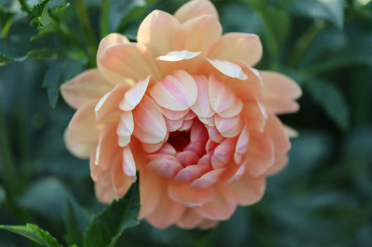 Sandia Susan