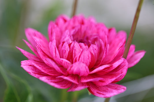 Sandia Cancan