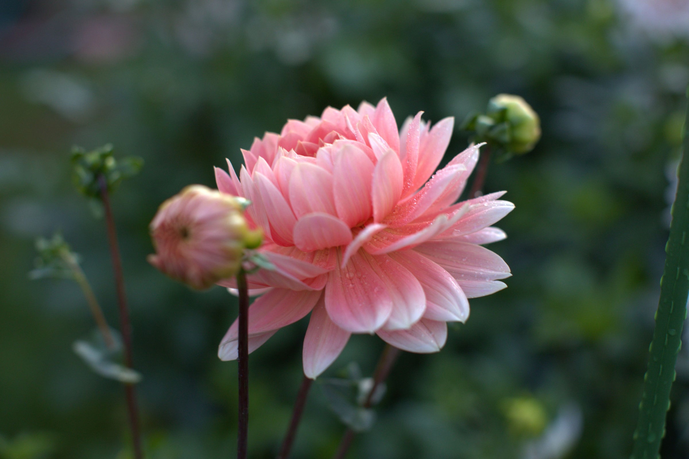 Amelia's Flower Library