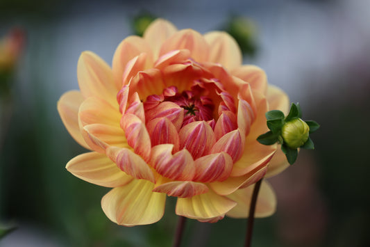 Hollyhill Golden Glow