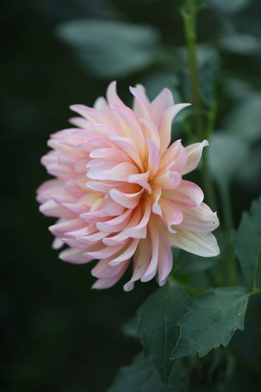 Burfoot Lotus